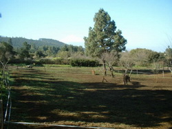 Horsefarmland with 3 homes in El Sauzal.