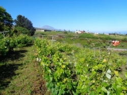 Finca: Weinbau in vollem Betrieb und Haus!